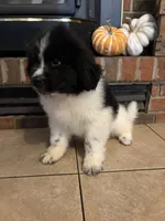 Alfie, a male Newfoundland for sale in Forest, OH – 4 of 5