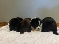 Lake, a female Newfoundland for sale in Forest, OH – 3 of 3
