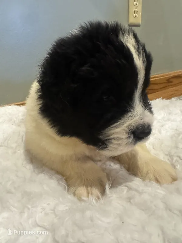 Rhett – Newfoundland puppy for sale in Forest, OH