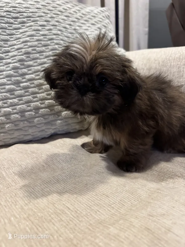 Leo – Shih Tzu puppy for sale in Forest, OH