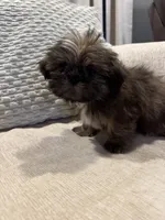 Leo, a male Shih Tzu for sale in Forest, OH – 1 of 3