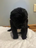 Lake, a female Newfoundland for sale in Forest, OH – 2 of 3