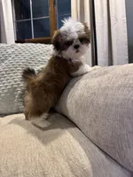 Sadie, a female Shih Tzu for sale in Forest, OH – 1 of 3