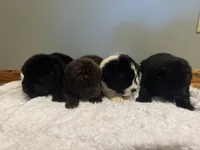 Bowser, a male Newfoundland for sale in Forest, OH – 4 of 4