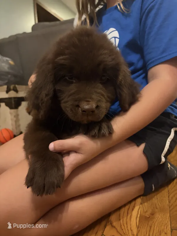 Sadie, a female Newfoundland for sale in Forest, OH – 1 of 1