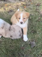 Teddy- has tail! :), a male Australian Shepherd for sale in Colonial Heights, VA – 3 of 10
