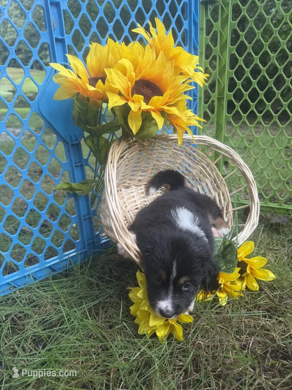 Violet – Australian Shepherd puppy for sale in Colonial Heights, VA