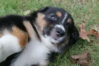 Violet-has tail! :), a female Australian Shepherd for sale in Colonial Heights, VA – 8 of 8