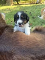 Norah-has tail! :), a female Australian Shepherd for sale in Colonial Heights, VA – 4 of 8