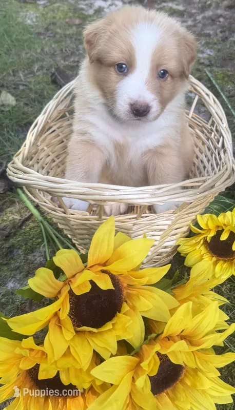 Teddy – Australian Shepherd puppy for sale in Colonial Heights, VA