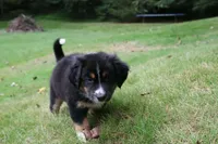 Violet-has tail! :), a female Australian Shepherd for sale in Colonial Heights, VA – 7 of 8
