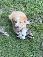 Teddy- has tail! :), a male Australian Shepherd for sale in Colonial Heights, VA – 8 of 10