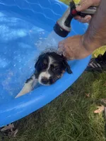 Norah-has tail! :), a female Australian Shepherd for sale in Colonial Heights, VA – 6 of 8