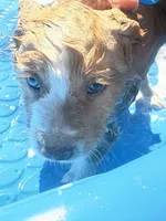 Teddy- has tail! :), a male Australian Shepherd for sale in Colonial Heights, VA – 5 of 10