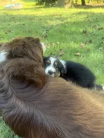 Norah-has tail! :), a female Australian Shepherd for sale in Colonial Heights, VA – 2 of 8