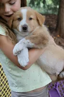 Teddy- has tail! :), a male Australian Shepherd for sale in Colonial Heights, VA – 9 of 10