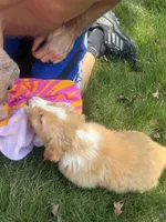 Teddy- has tail! :), a male Australian Shepherd for sale in Colonial Heights, VA – 6 of 10