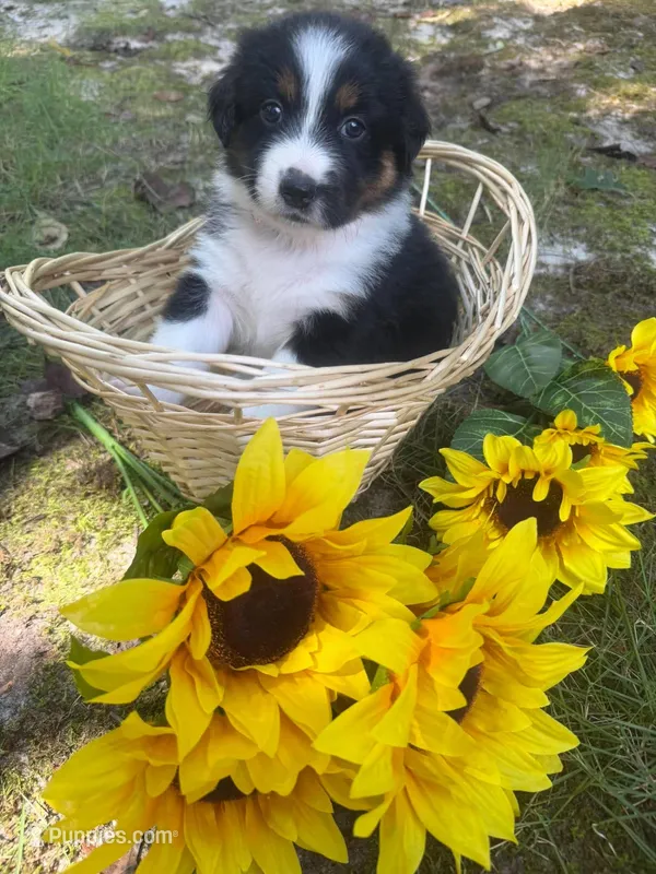 Norah – Australian Shepherd puppy for sale in Colonial Heights, VA