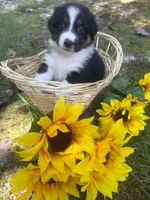 Norah, a female Australian Shepherd for sale in Colonial Heights, VA – 1 of 1