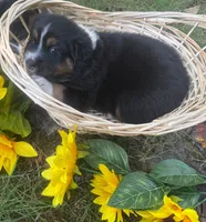 Violet, a female Australian Shepherd for sale in Colonial Heights, VA – 2 of 2