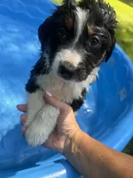 Norah-has tail! :), a female Australian Shepherd for sale in Colonial Heights, VA – 5 of 8
