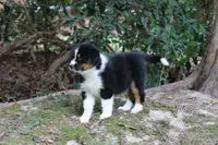 Norah-has tail! :), a female Australian Shepherd for sale in Colonial Heights, VA – 8 of 8