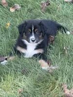 Violet-has tail! :), a female Australian Shepherd for sale in Colonial Heights, VA – 3 of 8