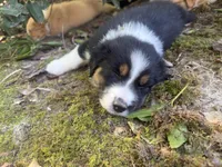 Norah-has tail! :), a female Australian Shepherd for sale in Colonial Heights, VA – 3 of 8