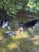 Violet-has tail! :), a female Australian Shepherd for sale in Colonial Heights, VA – 4 of 8