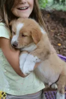 Teddy- has tail! :), a male Australian Shepherd for sale in Colonial Heights, VA – 10 of 10