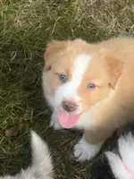 Teddy- has tail! :), a male Australian Shepherd for sale in Colonial Heights, VA – 2 of 10