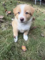 Teddy- has tail! :), a male Australian Shepherd for sale in Colonial Heights, VA – 4 of 10