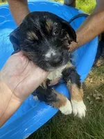 Violet-has tail! :), a female Australian Shepherd for sale in Colonial Heights, VA – 6 of 8