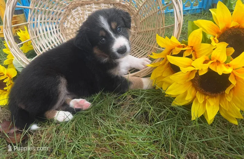 Peaches – Australian Shepherd puppy for sale in Colonial Heights, VA