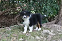 Norah-has tail! :), a female Australian Shepherd for sale in Colonial Heights, VA – 7 of 8