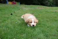 Teddy- has tail! :), a male Australian Shepherd for sale in Colonial Heights, VA – 7 of 10
