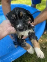 Violet-has tail! :), a female Australian Shepherd for sale in Colonial Heights, VA – 5 of 8