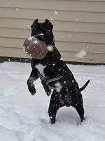 Baze, a female American Pit Bull Terrier for sale in Merrillville, IN – Photo 3 of 3