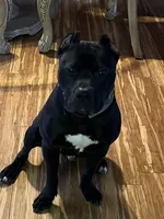 Baze, a female American Pit Bull Terrier for sale in Merrillville, IN – Photo 2 of 3