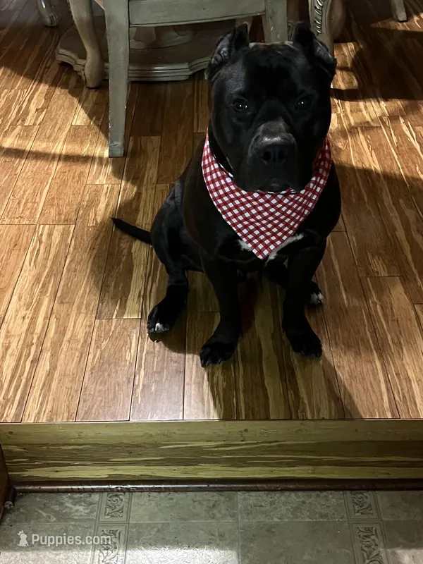 Baze – American Pit Bull Terrier puppy for sale in Merrillville, IN