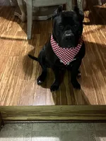 Baze, a female American Pit Bull Terrier for sale in Merrillville, IN – Photo 1 of 3