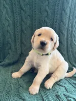 Lucky, a male Golden Retriever for sale in Haysville, KS – 5 of 5