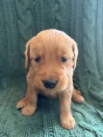 Mia, a female Golden Retriever for sale in Haysville, KS – 4 of 4
