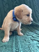 River, a male Golden Retriever for sale in Haysville, KS – 2 of 4