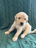 Lucky, a male Golden Retriever for sale in Haysville, KS – 3 of 5