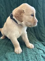 Max, a male Golden Retriever for sale in Haysville, KS – 3 of 4