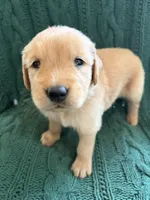 Ollie, a male Golden Retriever for sale in Haysville, KS – 4 of 5