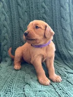 Nola, a female Golden Retriever for sale in Pratt, KS – 4 of 5