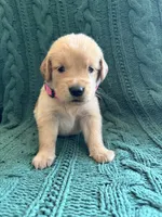 Hazel, a female Golden Retriever for sale in Haysville, KS – 5 of 5