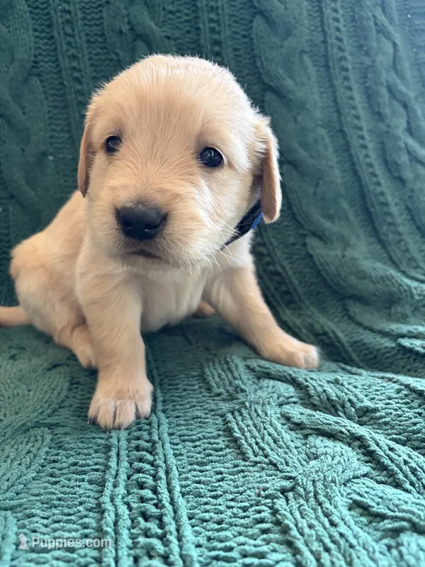 River – Golden Retriever puppy for sale in Haysville, KS